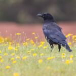Mysteries of the Crow Unveiling the Intelligence of Corvus brachyrhynchos