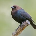 Unlocking the Mysteries of the Brown-headed Cowbird A Tale of Brood Parasitism and Survival