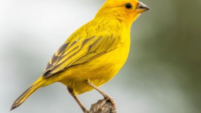 Yellow Finch