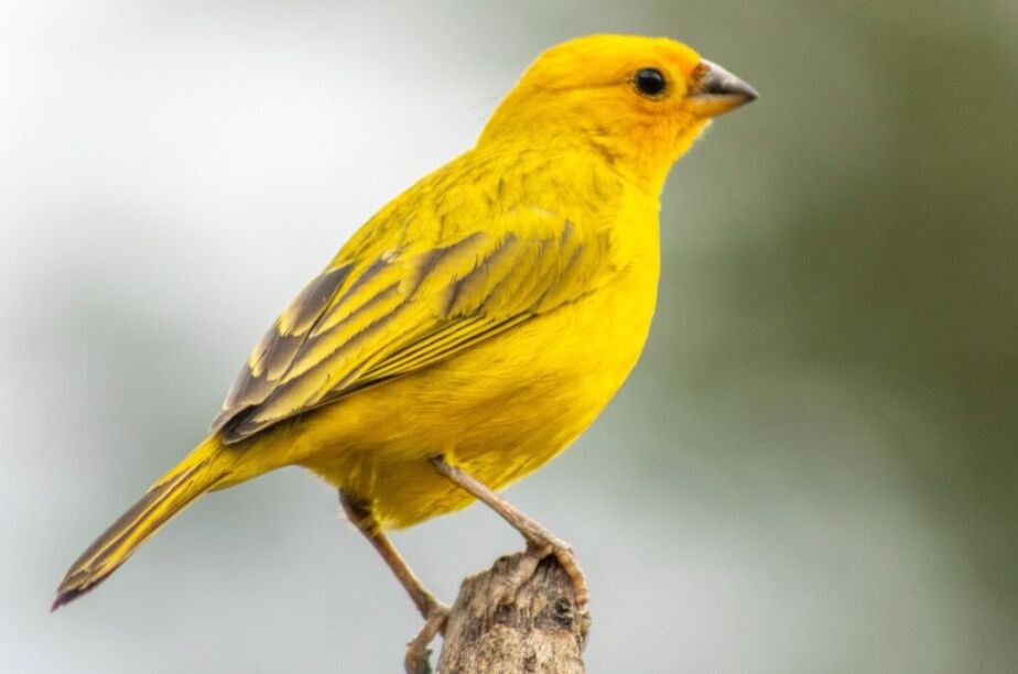 Yellow Finch